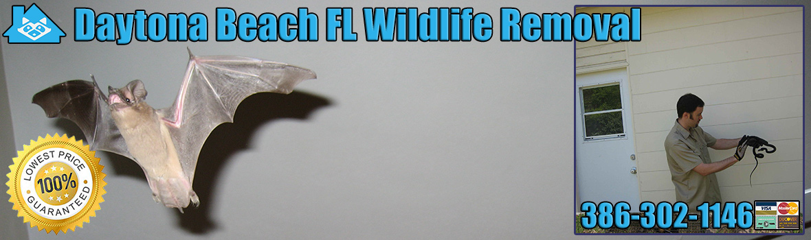 Daytona Beach Wildlife and Animal Removal